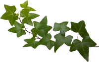 Ivy