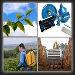 Knotweed for Insurance Companies