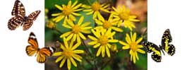 Ragwort